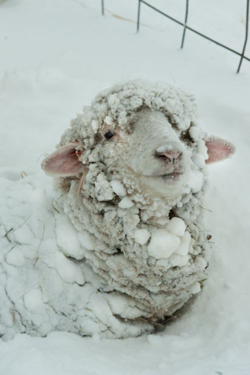 Merino Sheep sitting in the snow with a smile